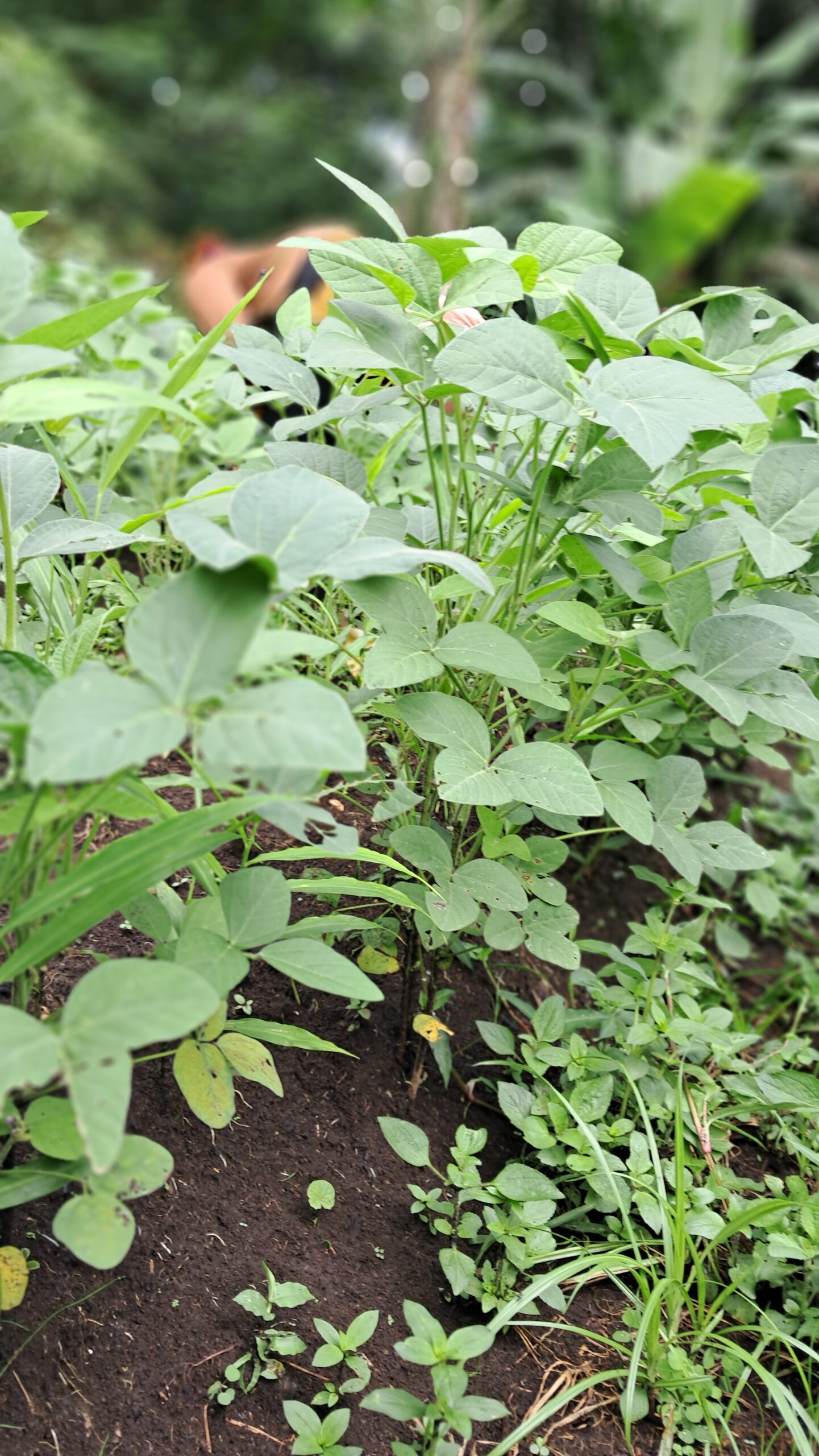 Composting