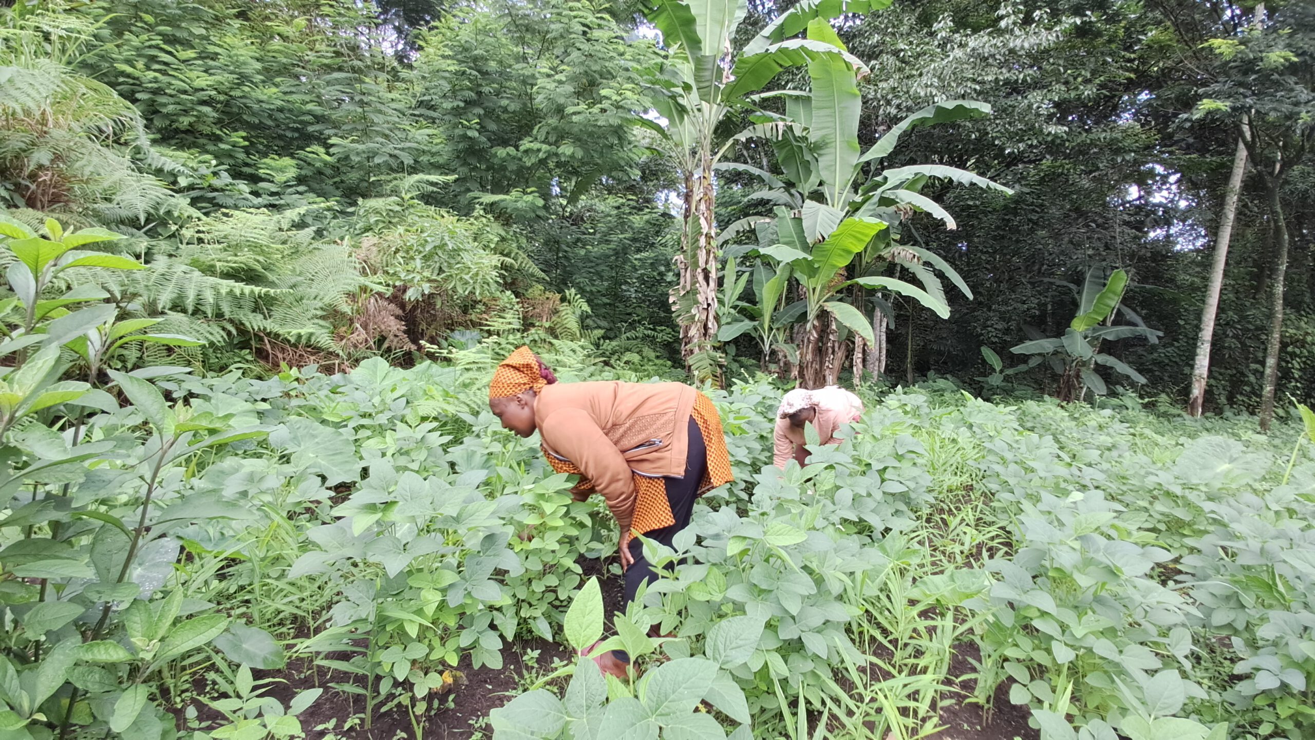 Composting